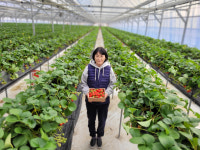 군위 세이베리 딸기농원, 드림스타트 아이들에 3년간 딸기 후원