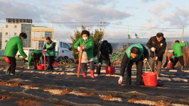 새마을지도자영천시협의회, 새마을 사랑나눔 감자 심기 행사 실시