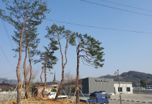 상일조경임업 신상일 대표, 상주 은척면 복지회관에 40년생 소나무 7본 기증