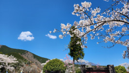 [김유복의 일본 후지산 둘레길 탐방기] 3. 푸른 호수·흰 구름 두른 산과 흐드러진 벚꽃…여기가 무릉도원