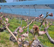 상주 중화지역 포도농가, 이상저온 피해 직격탄