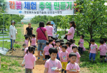 경북농업기술원 상주감연구소, 초등·유치원생 대상 감꽃 체험 행사