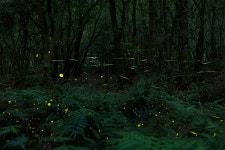 [아침시단] 청수곶자왈 이야기