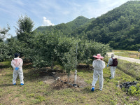 안동에서 2년 만에 과수화상병 발생…확산방지 대응체계 가동