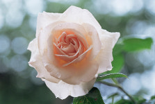 [아침시단] 웃음의 힘