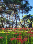 가을 전령사 꽃무릇 개화…경산 삼성현역사문화공원
