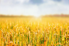 [아침시단] 들판이 적막하다