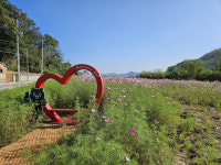 화사한 가을 만끽하세요…김천시 어모면 해피투게더 힐링공원 코스모스 만개