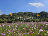 화사한 가을 만끽하세요…김천시 어모면 해피투게더 힐링공원 코스모스 만개