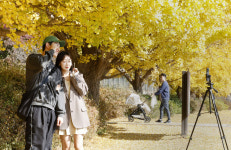 [포토] 안동 낙강물길공원에 노랗게 물든 은행나무