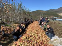 군위군농업기술센터, 효령면 사과농가 일손돕기 나서