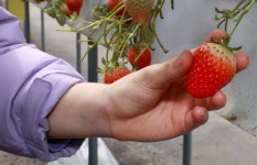 [포토] 딸기 체험