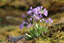 국립백두대간수목원 알파인하우스 희귀 고산식물 프리뮬러 율리애 개화