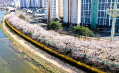 이번 주말 상주시로 벚꽃 구경 오세요…북천변 가로숫길 등 명소 Best 5 선정