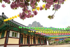 [걸어서 힐링속으로-경북을 걷다] 21. 외씨버선길 청송구간