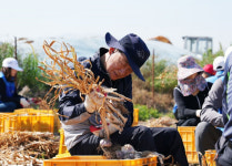 영천시 임고면, 영농철 매호리 마늘재배 농가 수확 도와