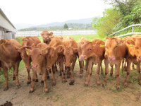 영주시 한우 농가 FTA피해보전직불금 신청하세요
