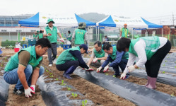 영천시새마을부녀회, 사랑나눔 김장 배추 모종심기 구슬땀