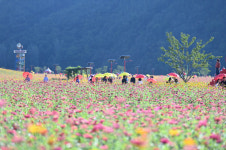 [걸어서 힐링속으로-경북을 걷다] 39. 산소카페 청송정원 백일홍 꽃길