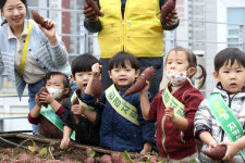 [포토] 고사리손으로 수확하는 고구마
