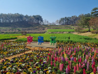 예천 회룡포, 유채꽃·청보리 물결 속 봄꽃단지로 탈바꿈