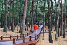 [걸어서 힐링 속으로-경북을 걷다] 66. 울진 평해사구습지~월송 무장애인길