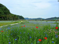 고령 어북실, 수레국화 물결로 힐링 명소 부상…여름 관광지로 인기