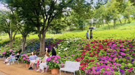 구미 다온숲 수국정원 인기…폐매립지서 힐링 명소로 변신