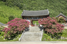 [포토] 표충사 배롱나무