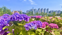 [걸어서 힐링속으로-경북을 걷다] 76. 구미다온숲