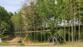 [걸어서 힐링속으로-경북을 걷다] 76. 구미다온숲