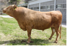 경북축산기술연구소 한우 KPN1707, 보증씨수소 선발 1위