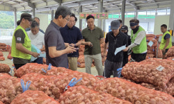 영천 신녕농협 마늘경매장, 개장 2년 만에 거래량·가격 모두 급성장