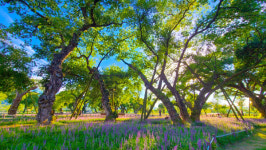 [걸어서 힐링속으로-경북을 걷다] 78. 성주 성밖숲~성산 고분군~비채길~한개마을