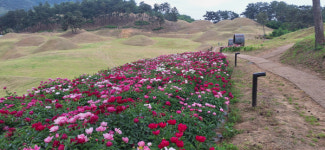 [걸어서 힐링속으로-경북을 걷다] 78. 성주 성밖숲~성산 고분군~비채길~한개마을
