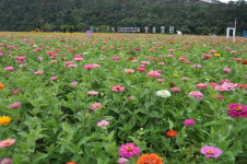 [포토] 전국 최대 백일홍 단지 산소카페 청송정원 개장