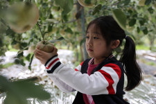 [포토] 사과 수확했어요