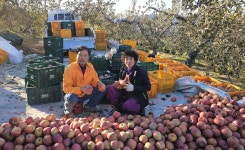 산불 뚫고 빛난 의성 옥산 사과, 국무총리상으로 품질 입증