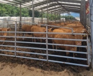 사육두수는 그대로인데…경북 축산농가, 4분기도 수익성 악화