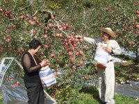 문경의 자연이 빚고 사람이 완성한 명품… 오미자·감홍사과·약돌한우·도자