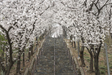 [포토] 대구 침산공원 벚꽃 계단 벚꽃 터널