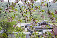 [포토] 경주 숲머리길에 내려앉은 분홍빛 꽃구름