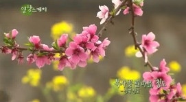 영상스케치 <복사꽃 핀 마을, 청도>