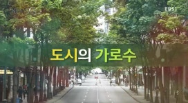 <뉴스G> 가로수 그늘 아래 서면