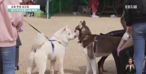 <교육현장 속으로> 반려동물 축제 댕댕아 학교 가자
