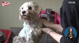 <스쿨리포트> 봉사자 손길 절실한 유기동물 보호소