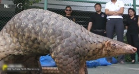 <뉴스G> 바이러스 감염 방지와 야생 동물 보호