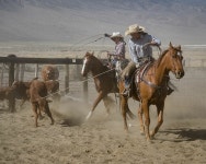 사막에서 소 치며 미래 리더 키우는 카우보이 대학