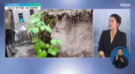 <뉴스브릿지>유기식물 구조 활동…여기는 공덕동 식물유치원입니다