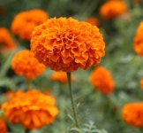 대한켐텍, 천연성분 루테인지아잔틴복합추출물 주목